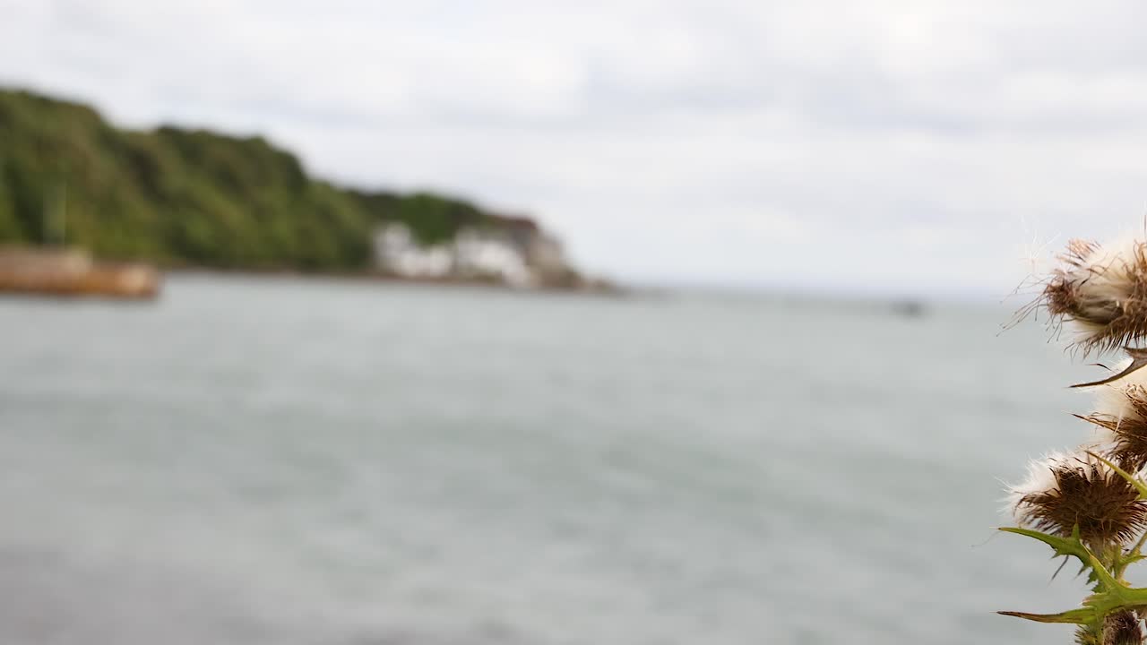 растение ореха с прибрежным фоном в абердуре