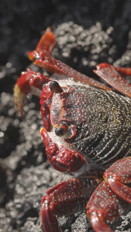 close up of red crabs on rocks vertical