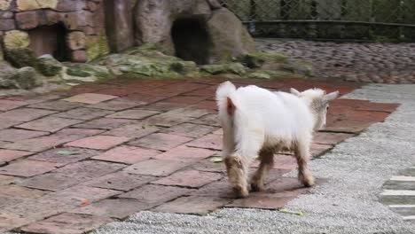 white goat in enclosure