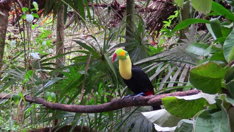 a keel billed toucan sits on a branch in the jungle 2