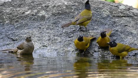 Black-Crested-Bulbuls,-Striped-eared-Bulbul,-Stripe-throated-Bulbul,-Baden-Im-Wald-An-Einem-Heißen-Tag,-Pycnonotus-Flaviventris,-Pycnonotus-Conradi,-Pycnonotus-Finlaysoni,-In-Zeitlupe