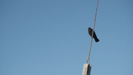 common blackbird clamping to metal antenna on rooftop