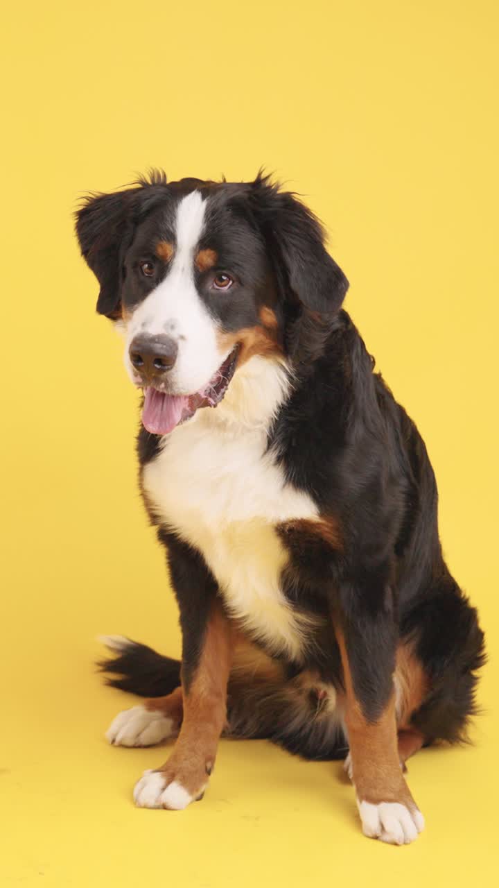 perro de montaña de Berna