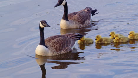these canada goslings walk and swim for the first time in stunning slow-mo.