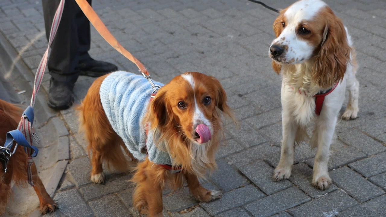 Two Cocker Spaniel Dogs on Leashes, One Wearing a Blue Sweater