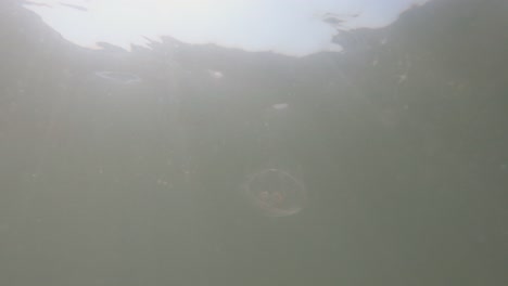 underwater slo-mo view of jellyfish in the sea