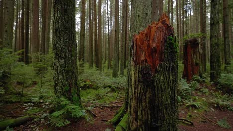 Pacific-Northwest,-Vancouver,-British-Columbia,-Forest,-Trees,-Nature,-Plants,-Leafs,-Roots