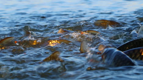 Fische-Fressen-Fischfutter,-Weitwinkelaufnahme