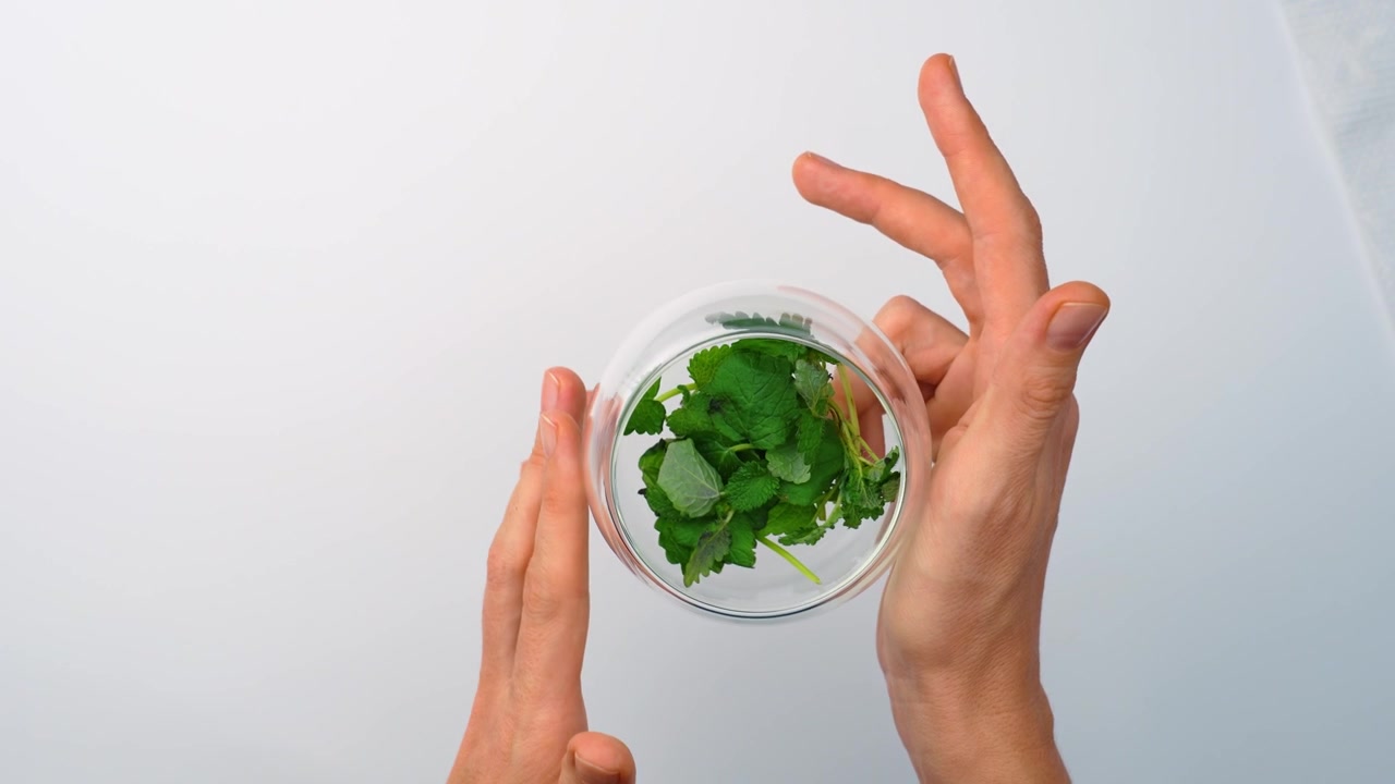 Hands holding sides of clear glass bowl with melissa leaves. Top view of fingers gripping transparent dish with fresh green herbal leaves on white surface.