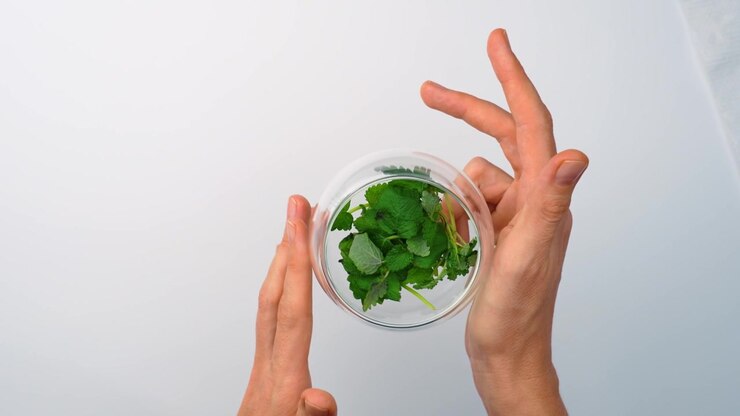Hands holding sides of clear glass bowl with melissa leaves. Top view of fingers gripping transparent dish with fresh green herbal leaves on white surface.