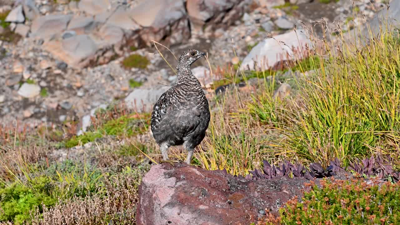 Ptarmigan bird blends into alpine vegetation while resting quietly on a mountain slope