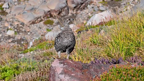 ptarmigan bird blends into alpine vegetation while resting quietly on a mountain slope