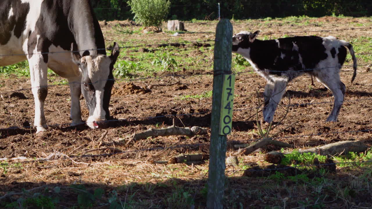 진흙 투성이의 들판에 갓 태어난 송아지를 보여주는 샷 어머니가 서서 걸으려고 노력하는 밝고 화창한 낮