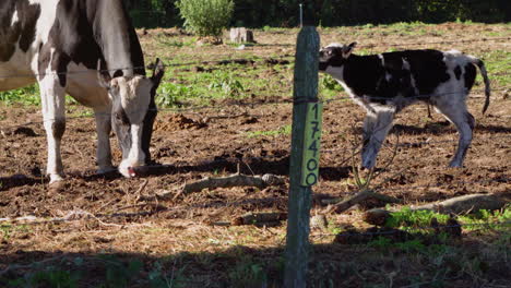 tiro que muestra un ternero recién nacido en un campo fangoso con su madre de pie y tratando de caminar, luz del día brillante y soleada