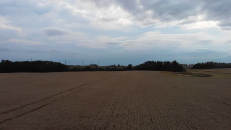 wheat field