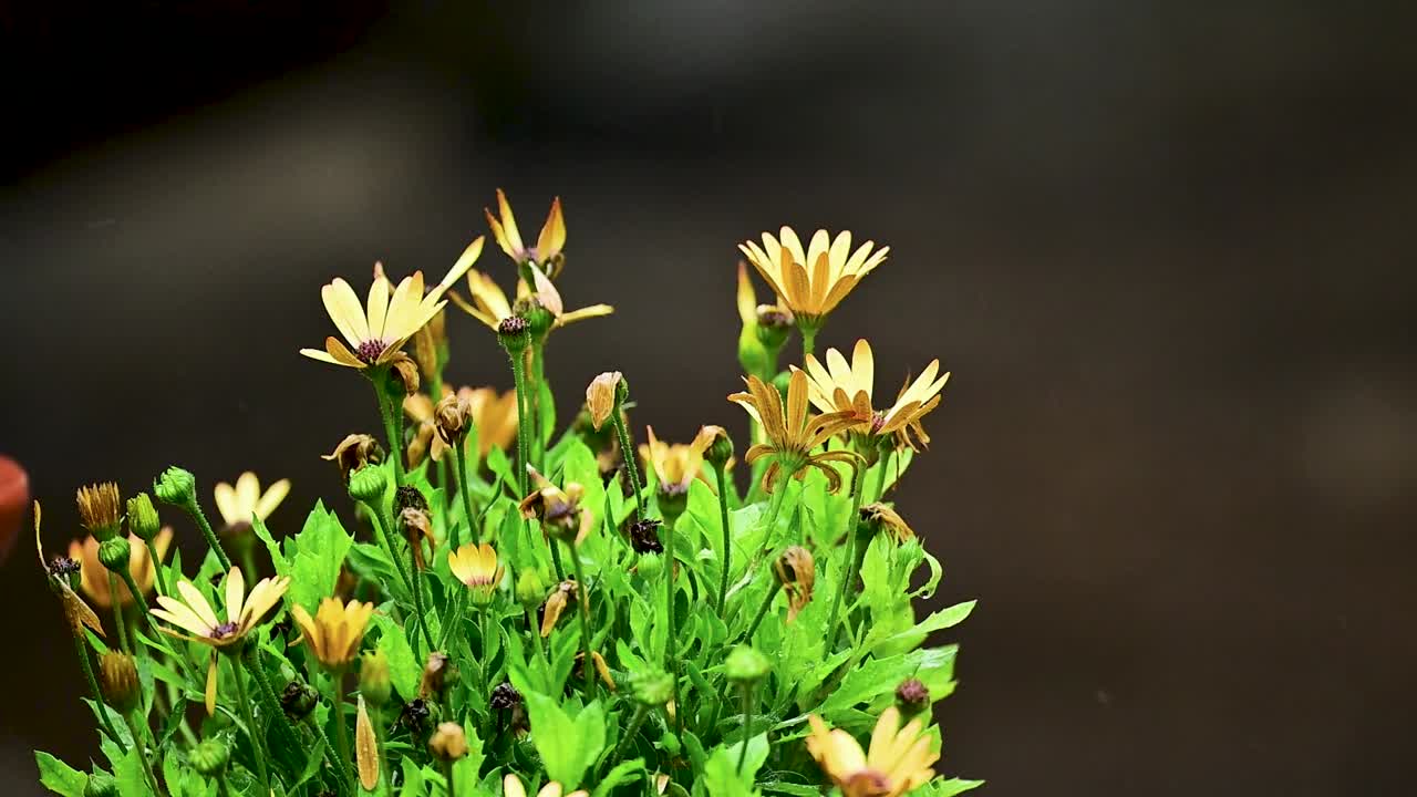 Osservazione della forma eretta della Margherita Gialla, che crea un punto focale colorato che risalta contro il terreno scuro e umido del giardino.