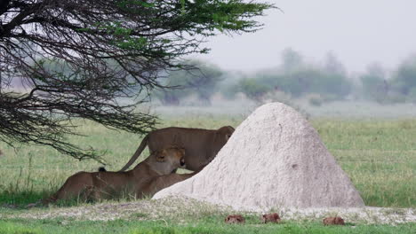 a small group of lionesses hide from the rain under a small tree in nxai pan national park