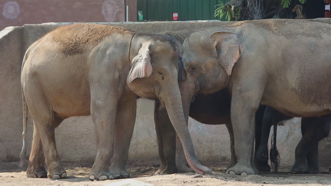 Two Elephants in a Zoo