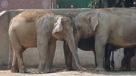 two elephants in a zoo