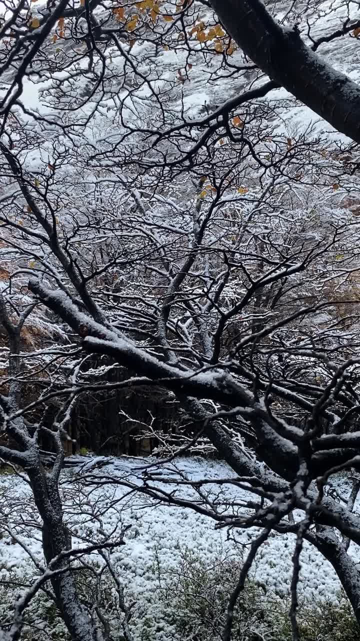 Snowy forest with dark branches and autumn leaves. Snow covers the ground and bare trees, where the end of autumn and the silent beginning of winter can be felt