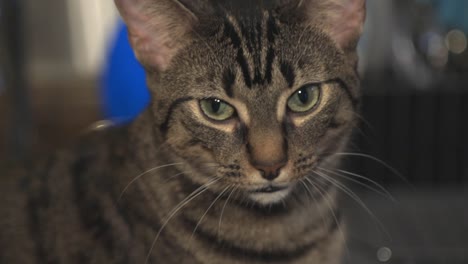 un gato de color gris que gira la cabeza con un movimiento repentino