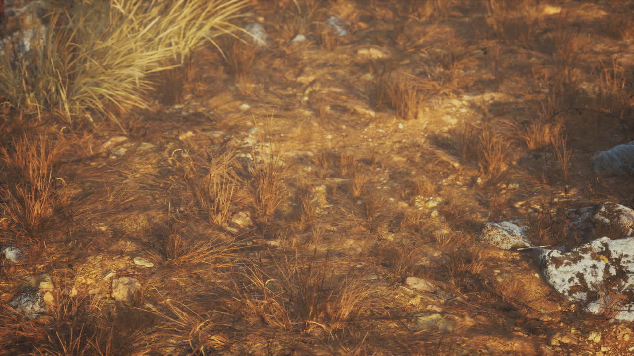 건조한 풀과 바위 풍경
