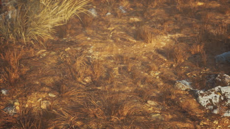 dry-grass-and-rocks-landscape