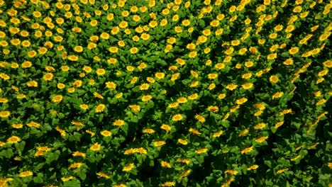 above view of swaying sunflowers in a field during morning breeze