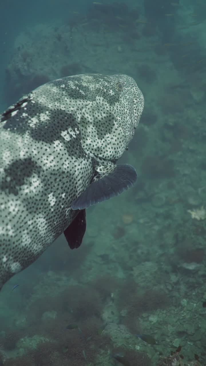 Underwater Grouper