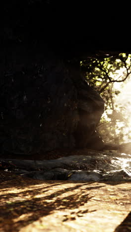 sunlight peeking through forest rocks