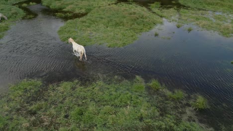 white horse galloping through a wet grassy field in a peaceful outdoor setting