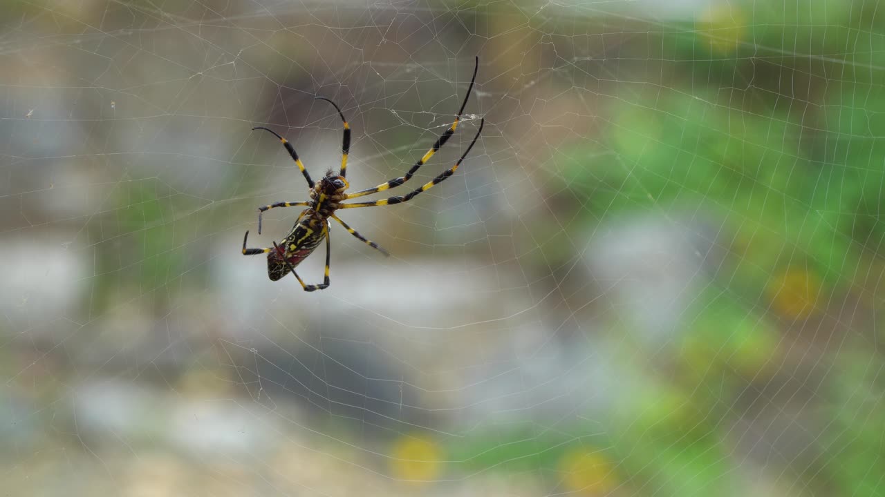 banana joro araña haciendo web 4k close-up