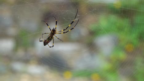 banana joro spider making web 4k close-up
