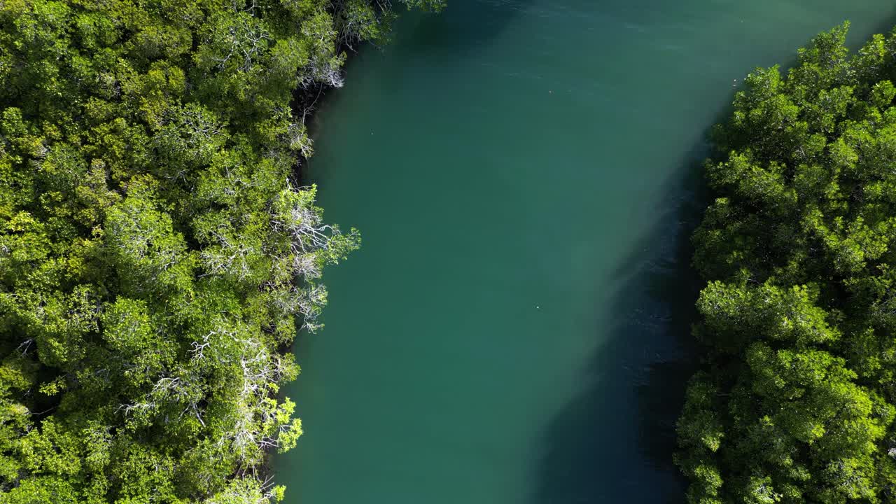 Winding along a Crocodile infested river deep in the tropical Daintree Rainforest National Park