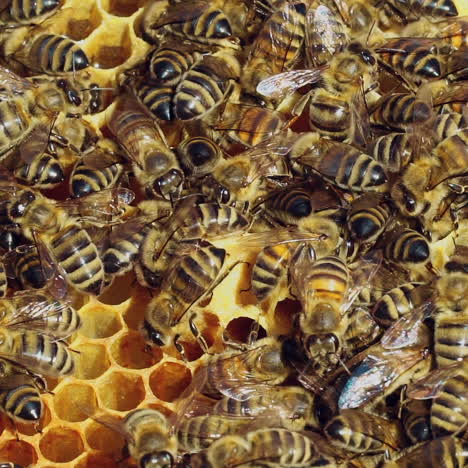 swarm of amazing bees crawling on honeycomb and working hard at day in the open air. frame filled with busy bees buzzing and swarming in summer. close-up. slow motion