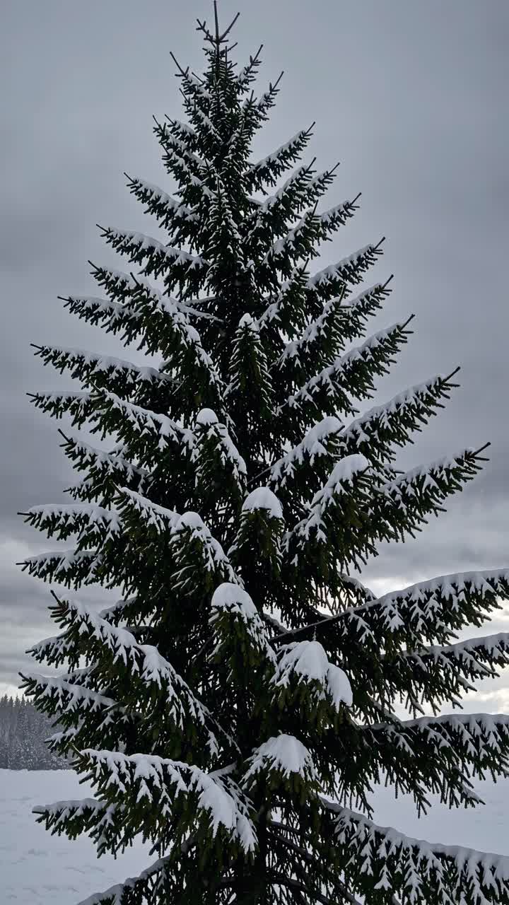 A snowy pine tree captured from a low-angle, emphasizing its height against a cloudy sky, perfect
