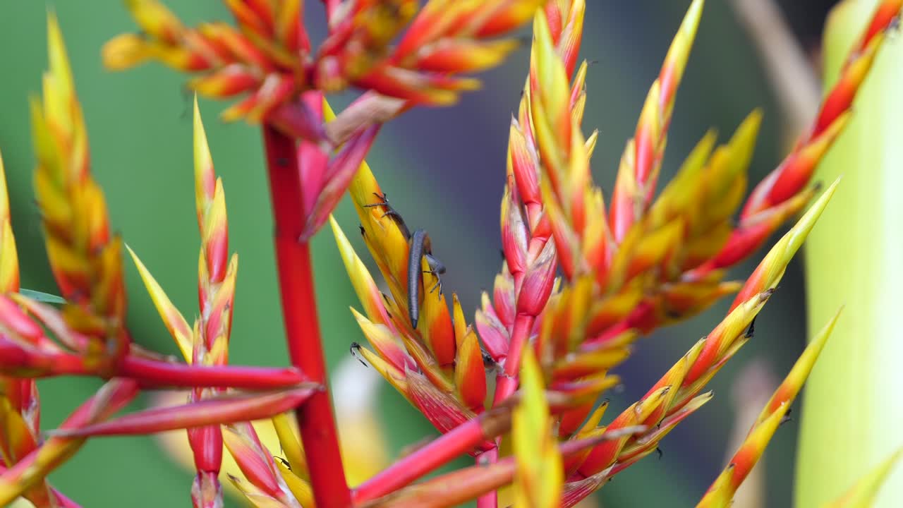 반 ⁇ 이는 검은 하와이 도마 ⁇  은 브로멜리아 의 밝은 색 의 꽃 들 사이 를 이동 한다