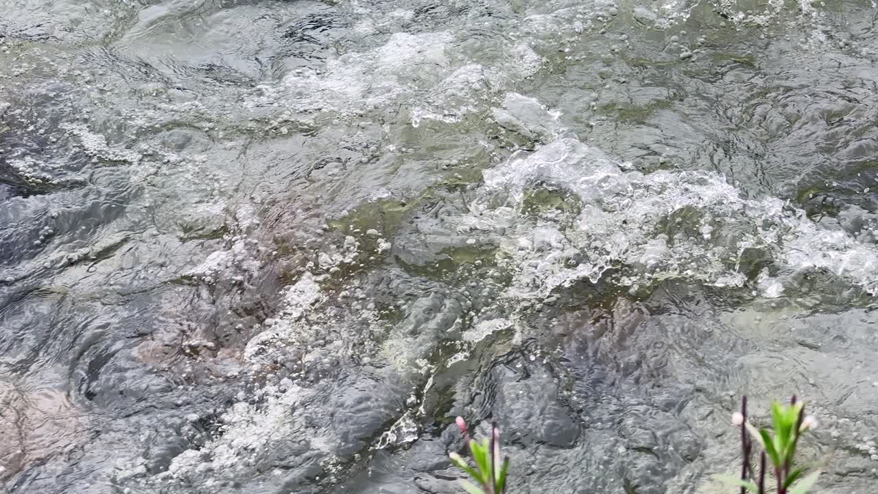 Water Nature Beauty, Travel Through Kashmir Green Landscapes, Birds, Water, Plants and the Life of Indian Farmers, ploughing bull and Environment Lovers