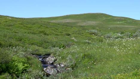 peaceful mountain stream in jämtland, summer scene, arctic sweden