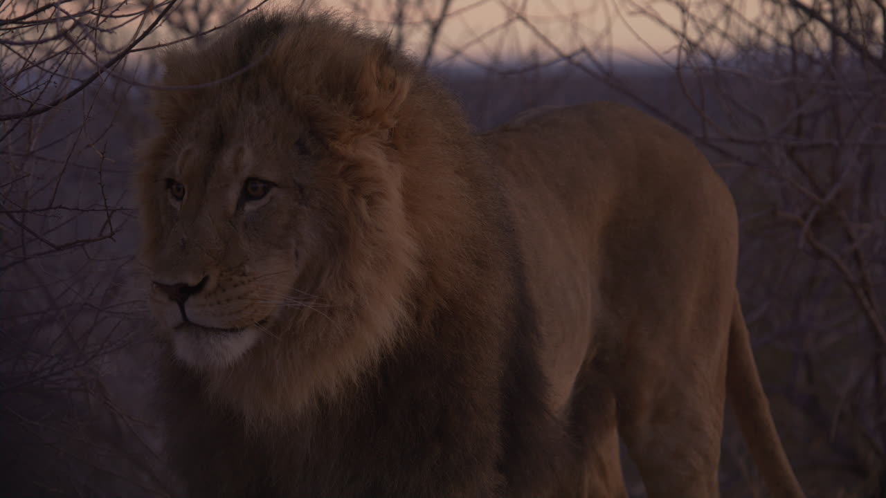 el león macho girando la cabeza y lamendo los labios