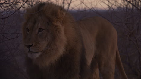 male lion turning head and licking lips