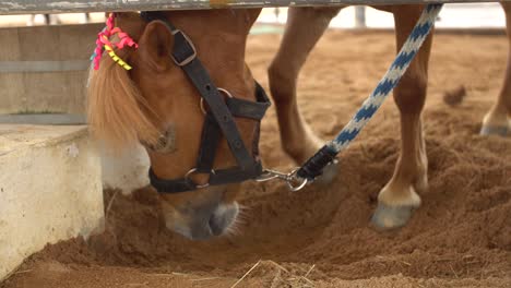 caballito enano de fantasía en el zoológico