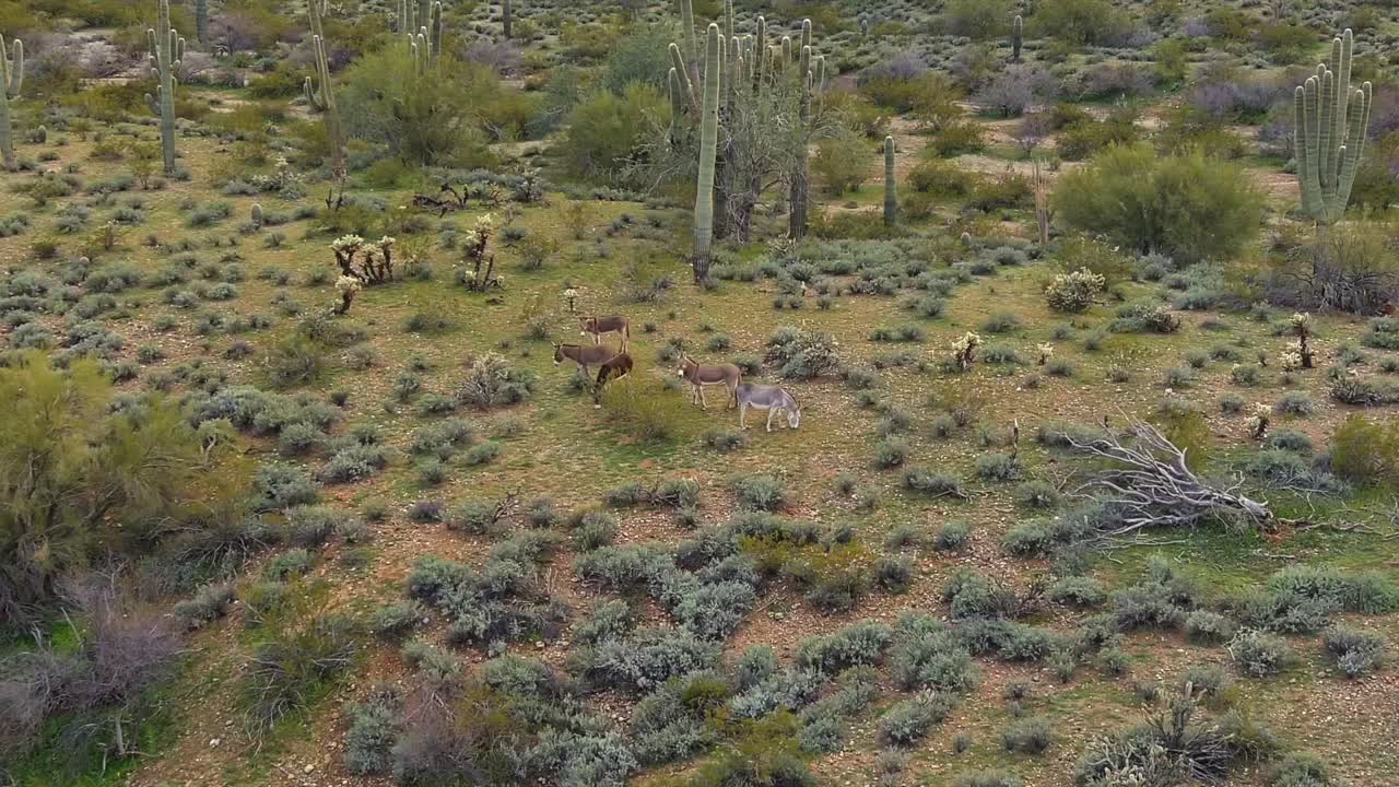 aéreos, burros salvajes pastando en tierra de arbustos secos en un desierto de arizona