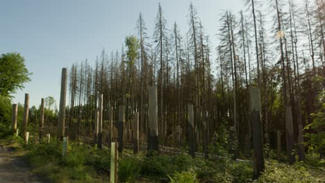 Abgeholzter,-Beschädigter,-Toter,-Trockener-Fichtenwald,-Der-Vom-Borkenkäfer-In-Der-Tschechischen-Landschaft-Heimgesucht-Wurde