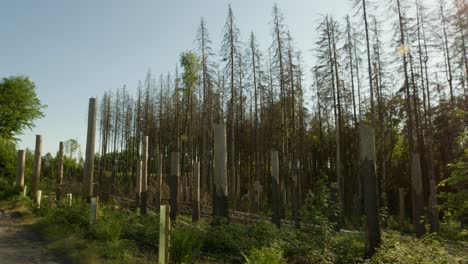 bosque de abeto seco muerto dañado deforestado afectado por el escarabajo de la corteza en el campo checo