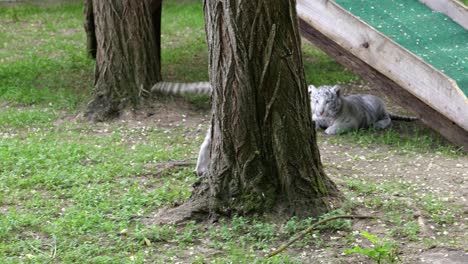 bebés de tigre siberiano blanco explorando el aire libre
