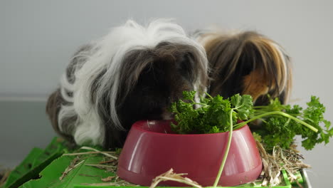 two cute long haired guinea pigs eating parsley from a red bowl