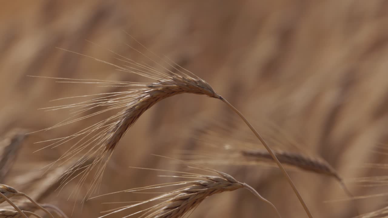 Ripe Wheatfield, ears of wheat swaying from the gentle wind
