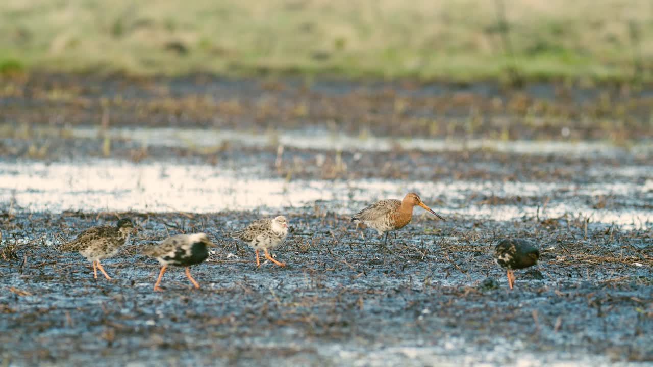 범람된 초원 습지에서 봄 이동하는 동안 멍의 무리