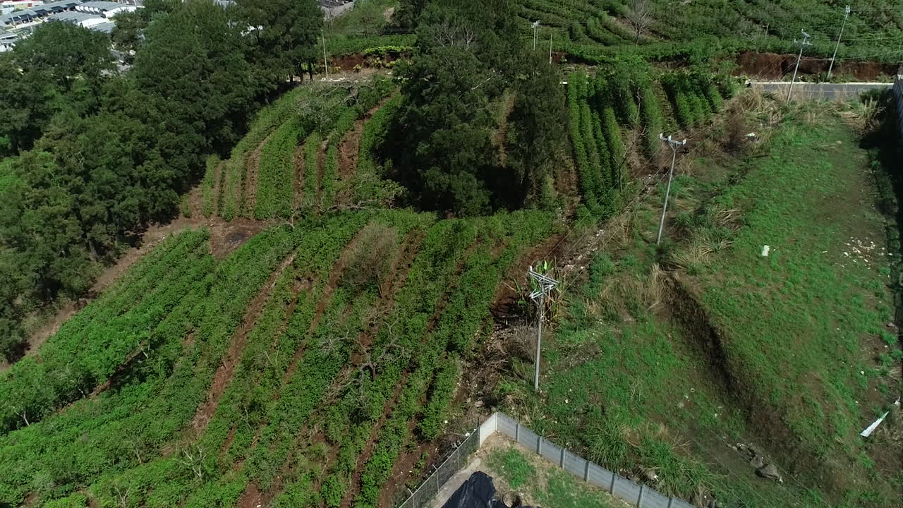 plantación de café cerca de casas residenciales al lado de la laguna de retención, video aéreo